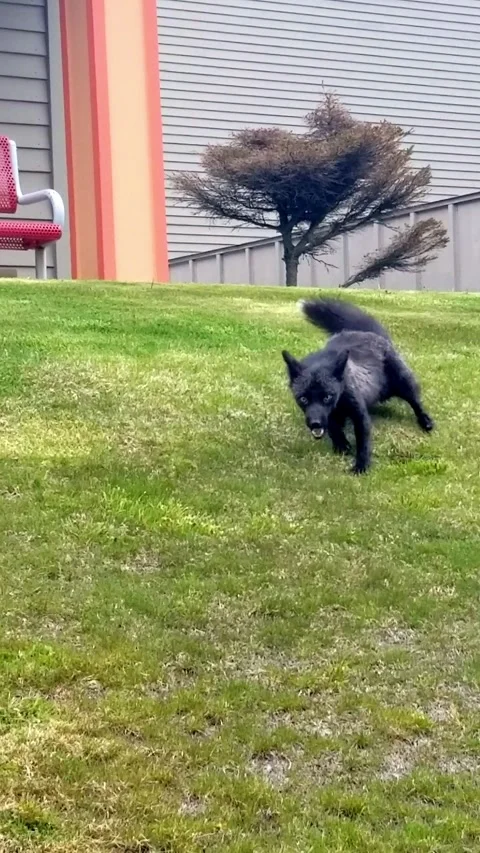 Wild silver fox playing grass. Rare black fox enjoys spring in Unalaska Alaska Stock Footage 338281681