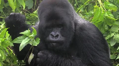 A WILD Silverback Mountain Gorilla seen here grooming and feeding (Rwanda) Stock Footage 11320920
