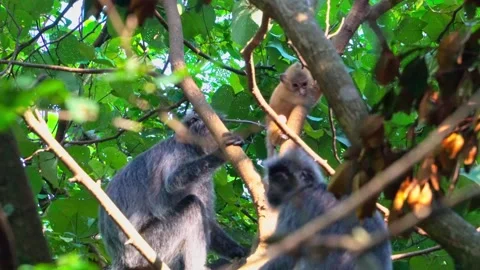 Wild Silvered Leaf Monkeys in Borneo Forest Video stock 344555522