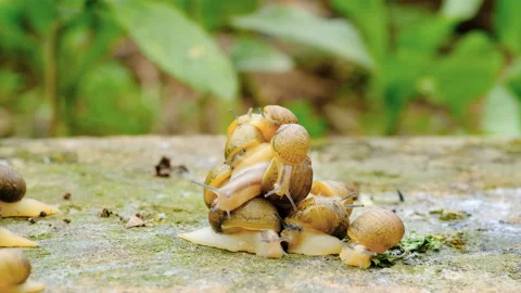 Wild slimy Snails colony crawling on rocky ecosystem,spring animal macro, nature Video stock 236957200