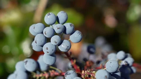 Wild Sloe Berries Stock Footage 315400586