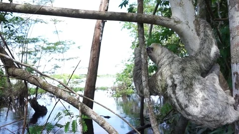 Wild sloth in the amazon rainforest in Brazil moving in a tree Stock Footage 83941996