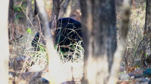 Wild Sloth Bear Foraging In The Dense Forests Of India Vidéo 336339278