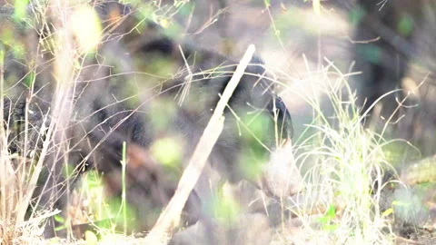 Wild Sloth Bear Foraging In Dense Indian Forest Undergrowth Vidéo 336339426