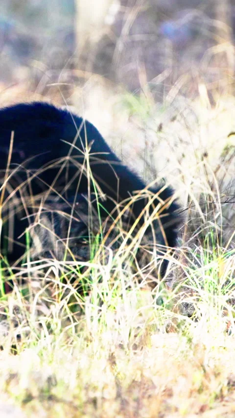 Wild Sloth Bear Foraging In The Dry Grasslands Of India Stock Footage 341916442