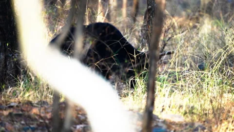 Wild Sloth Bear Foraging In Indian Forest During Golden Hour Vidéo 336338949