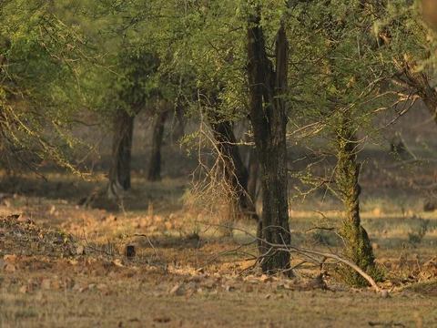 Wild sloth bear, Melursus ursinus, in the forest Video stock 78091229