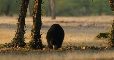 Wild sloth bear, Melursus ursinus, in the forest Video stock 78091317