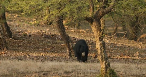 Wild sloth bear, Melursus ursinus, in the forest Video stock 78091698