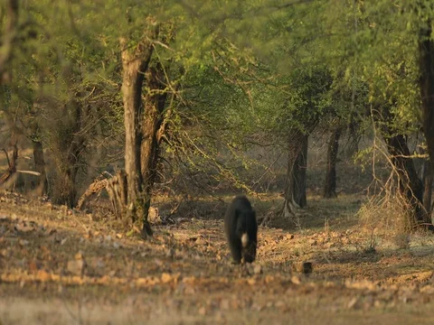 Wild sloth bear, Melursus ursinus, in the forest Stock Footage 78091877