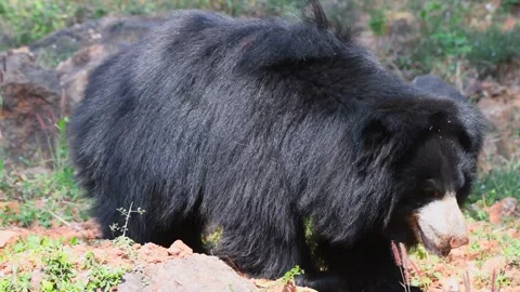 Wild Sloth Bear Walking Through The Forest In India Vídeo Stock 336360501