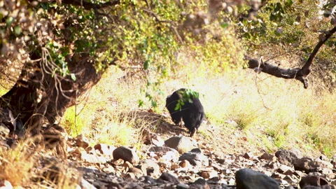 Wild Sloth Bear Walking Through Dry Forest Terrain In India Vidéo 336379657