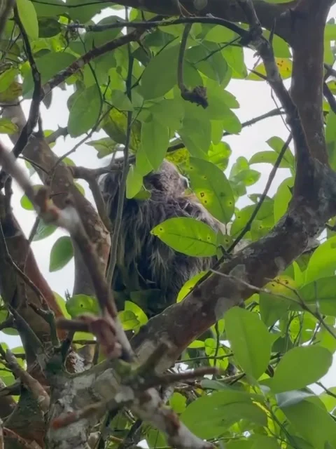 Wild Sloth Climbing High in Green Rainforest Canopy Vidéo 339583740
