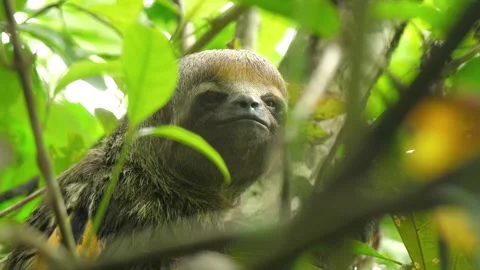 A wild Sloth feeds in the trees of the Amazon jungle. Closeup 4K portrait shot. Stock Footage 260953845