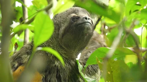 A wild Sloth feeds in the trees of the Amazon jungle. Closeup 4K portrait shot. Video stock 260953955