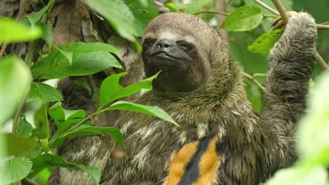 A wild Sloth feeds in the trees of the Amazon jungle. Closeup 4K portrait shot. Stock Footage 260954097