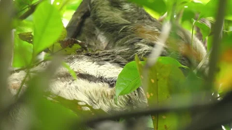 A wild Sloth feeds in the trees of the Amazon jungle. Closeup 4K portrait shot. Stock Footage 260954127
