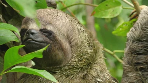 A wild Sloth feeds in the trees of the Amazon jungle. Closeup 4K portrait shot. Stock Footage 260954182