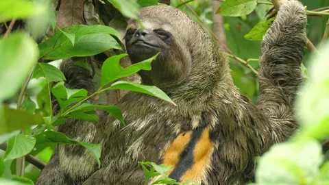 A wild Sloth feeds in the trees of the Amazon jungle. Closeup 4K portrait shot. Stock Footage 260954411
