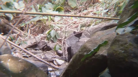 Wild Small Black Bird Walking on Rocks in Tropical Forest Stream Indonesia 4K Stock Footage 344249911