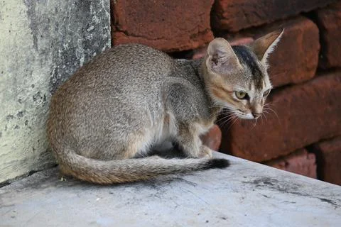 Wild Small brown cat. Stock Photos