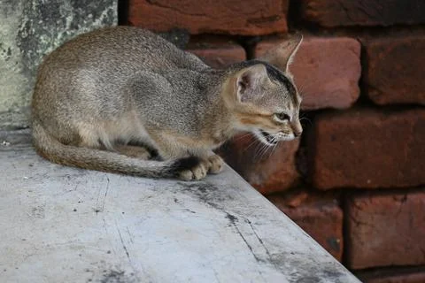 Wild Small brown cat. Stock Photos