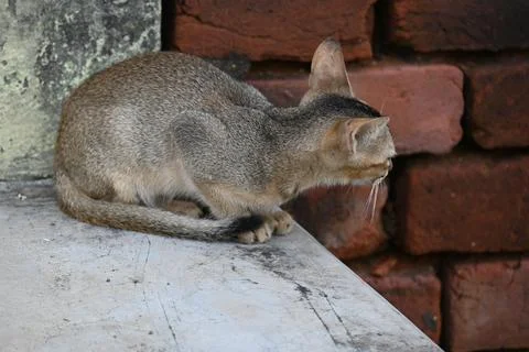 Wild Small brown cat. Stock Photos