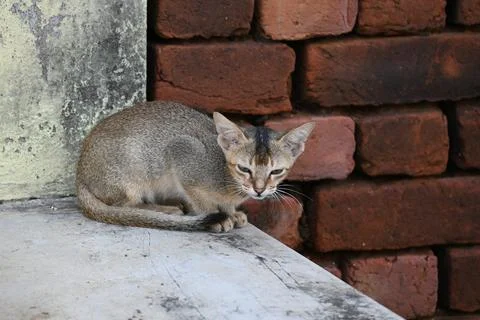 Wild Small brown cat. Stock Photos