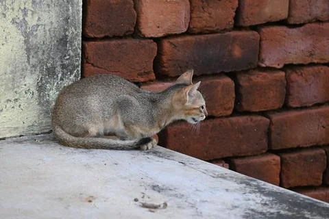 Wild Small brown cat. Stock Photos