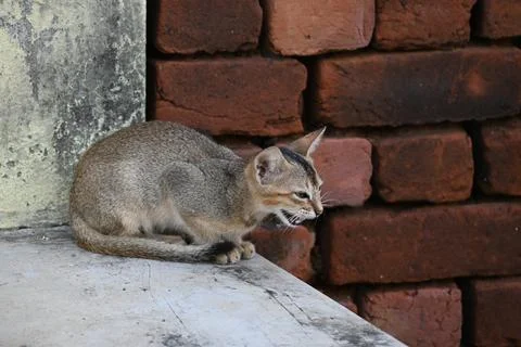 Wild Small brown cat. Stock Photos