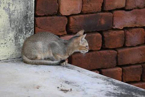 Wild Small brown cat. Stock Photos