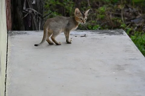 Wild Small brown cat. Stock Photos