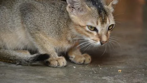 Wild Small brown cat. Stock Photos