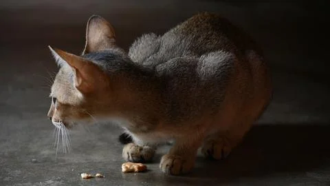 Wild Small brown cat. Stock Photos
