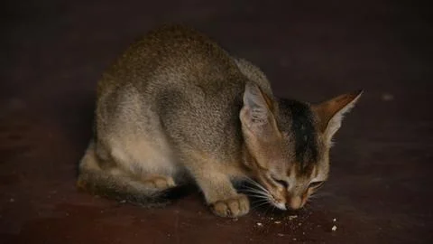 Wild Small brown cat. Stock Photos