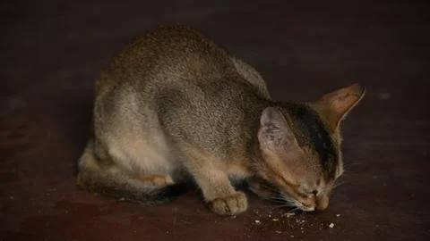 Wild Small brown cat. Stock Photos