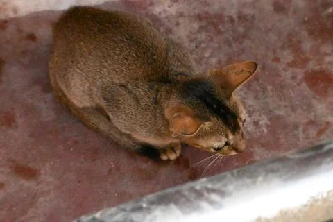 Wild Small brown cat. Stock Photos