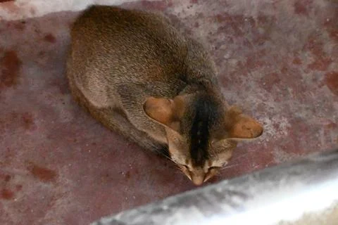 Wild Small brown cat. Stock Photos