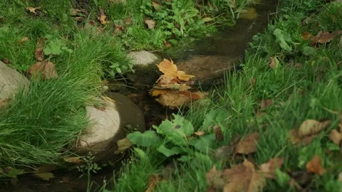 Wild Small creek. Mountain stream in the autumn. Stock Footage 141783152