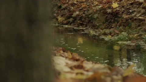 Wild Small creek. Mountain stream in the autumn. Видео 141783159