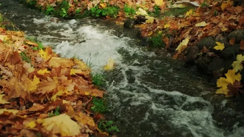 Wild Small creek. Mountain stream in the autumn. Stock Footage 141783204