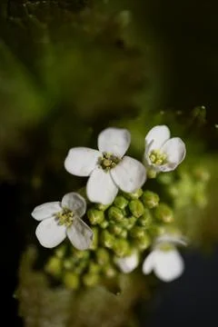 Wild small flower close up Diplotaxis erucoides family Brassicaceae botanical Stock Photos