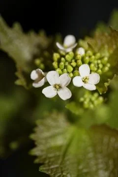 Wild small flower close up Diplotaxis erucoides family Brassicaceae botanical Stock Photos