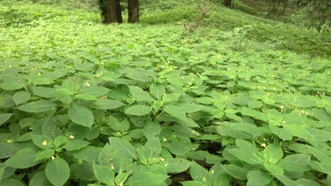 Wild small-flowered plant Touch-Me-Not, undergrowth of deciduous forest Stock Footage 158503557