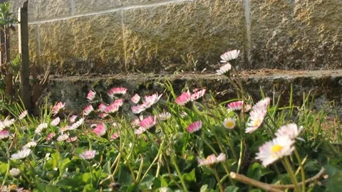 Wild, small flowers in spring Stock Footage 237527411