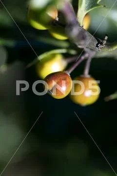 Wild small fruits common holy in nature fifty megapixels high quality ilex aq Stock Photos