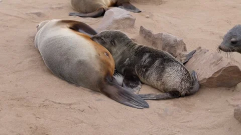 Wild Small Seal Cub Socks Milk From His Mother Lying On The Sand Beach Shore Stockbeeldmateriaal 255895807