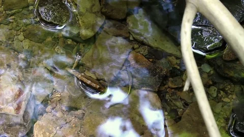 A Wild Small Two-Lined Salamander swims away in a creek Stock Footage