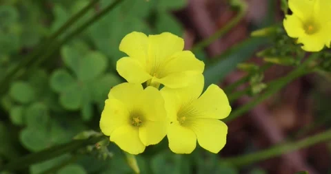 Wild small yellow fflowers Stock Footage 264981433
