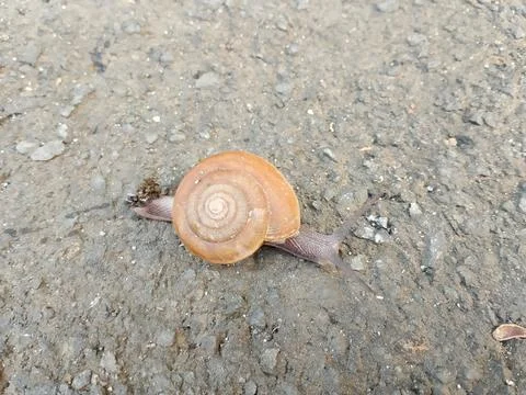 Wild snail caught on camera. Фото